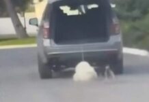 Animal Cruelty Case Involving Dragged Dog Sparks Outrage in Coahuila