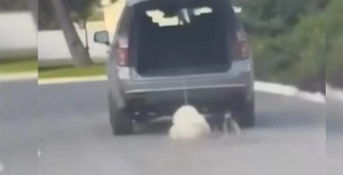 animal cruelty